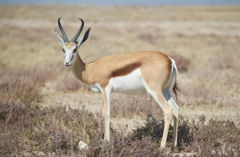 Springbok Stock Photos