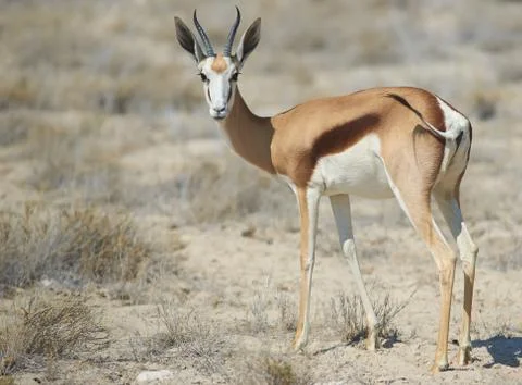 Springbok Stock Photos
