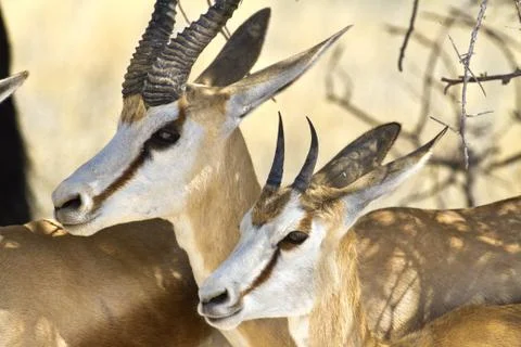 Springbok Stock Photos