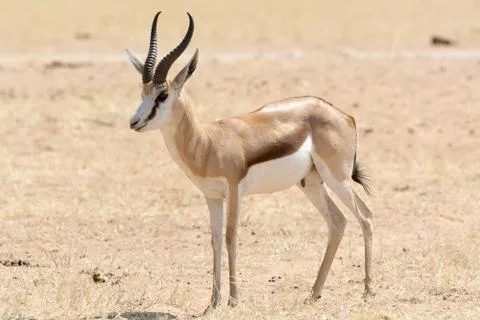 Springbok Stock Photos