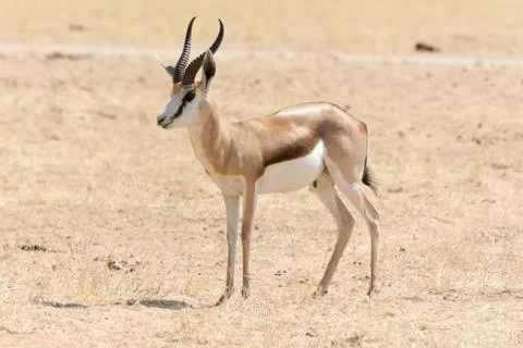 Springbok Stock Photos