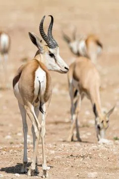 Springbok Stock Photos