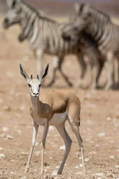 Springbok Stock Photos