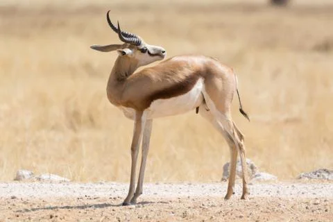 Springbok Stock Photos