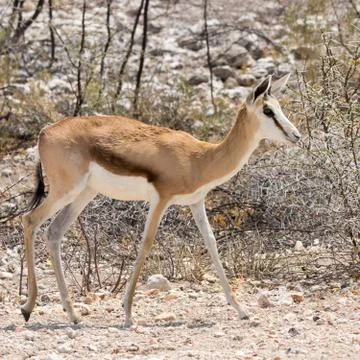 Springbok Stock Photos