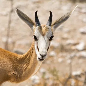 Springbok Stock Photos