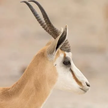 Springbok Stock Photos
