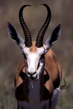 Springbok Stock Photos