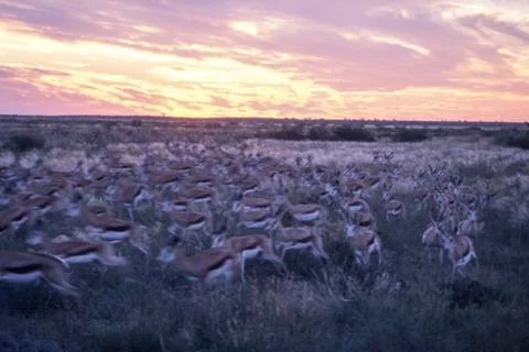Springbok Stock Photos