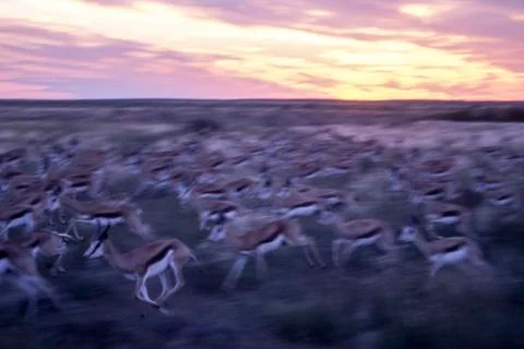 Springbok Stock Photos