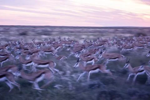 Springbok Stock Photos