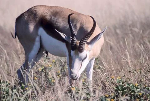 Springbok Stock Photos