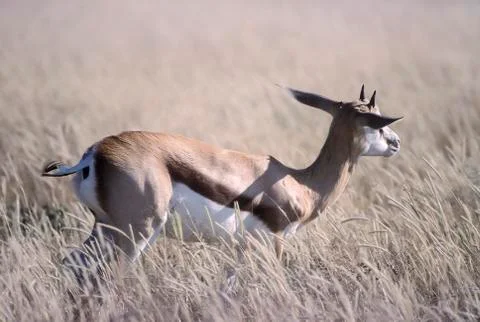 Springbok Stock Photos
