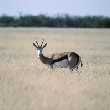 Springbok Stock Photos