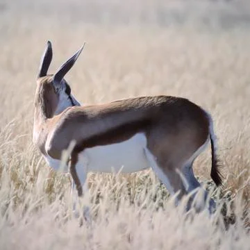 Springbok Stock Photos
