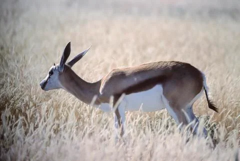 Springbok Stock Photos
