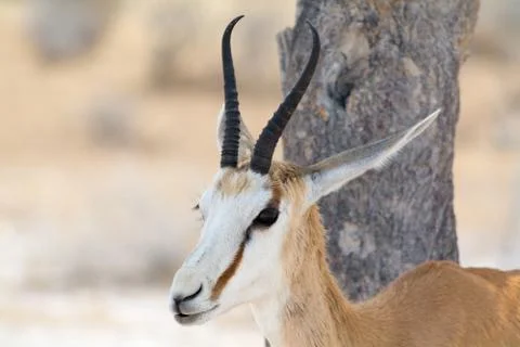 Springbok portrait in front of a tree Stock Photos