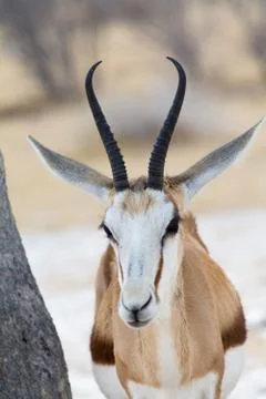 Springbok portrait next to a tree Stock Photos