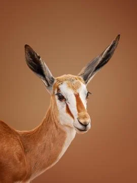 Springbok portrait Stock Photos