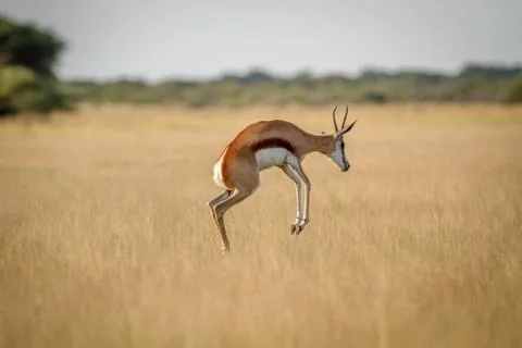 Springbok pronking in the grass. Stock Photos