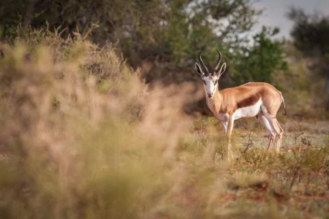 Springbok ram on farm. Stock Photos