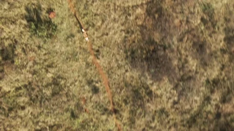 Springbok Running Stock Footage ~ Royalty Free Stock Videos | Pond5