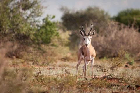 Springbok ram staring. Stock Photos