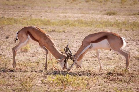 Springbok rams sparring Stock Photos