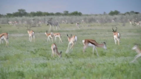 Springbok rapid movements with zebras in the background 스톡 동영상 320809095