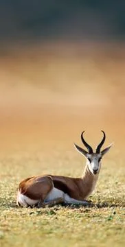 Springbok resting on green grass Stock Photos