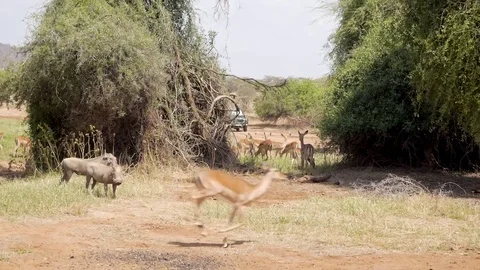 Springbok run by camera, warthog and tourist truck in background Stock Footage 78061303