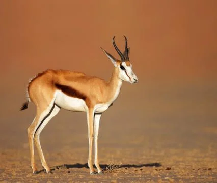 Springbok on sandy desert plains Foto stock