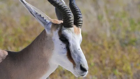 Springbok in the savannah , close-up, flies on head, Antidorcas marsupialis Stock-Footage 327540614