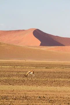 Springbok, Sossusvlei desert, Namibia Stock Photos