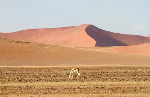 Springbok, Sossusvlei desert, Namibia Stock Photos