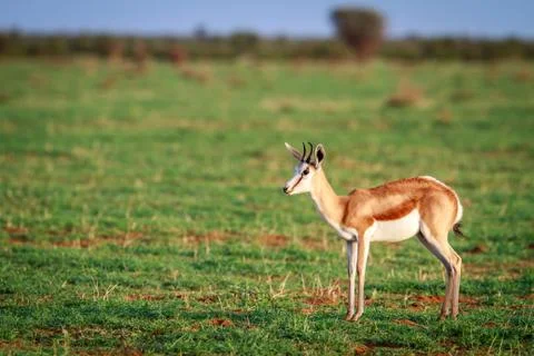 Springbok standing in the grass. Stock Photos