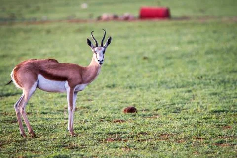 Springbok standing in the grass. Stock Photos