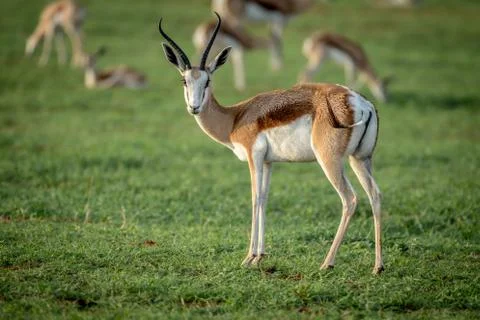 Springbok standing in the grass. Stock Photos