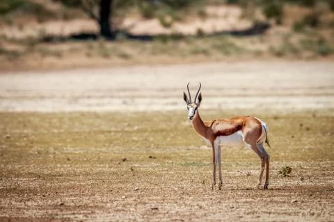 Springbok starring at the camera. Stock Photos