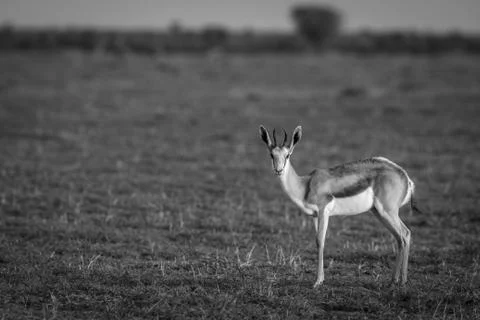 Springbok starring at the camera. Stock Photos