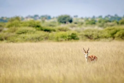 Springbok starring at the camera. Stock Photos