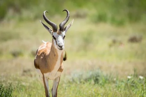 Springbok starring at the camera. Stock Photos