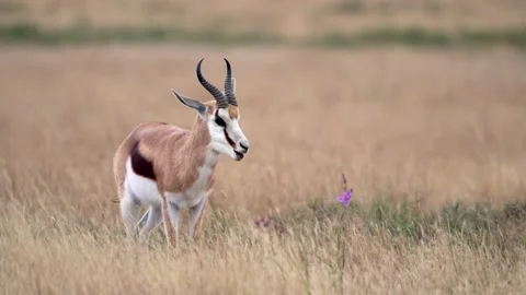 Springbok in Veld with Flower Stock Footage 204927735