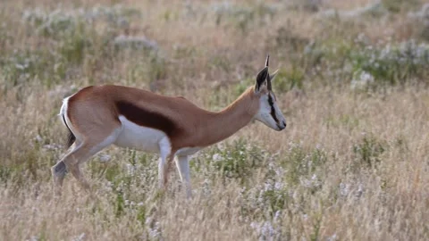 Springbok Walking Stock Footage 201045463