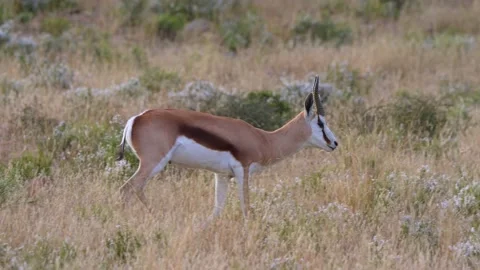 Springbok Walking Stock Footage 201046672