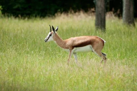 Springbok walking in green grass Stock Photos