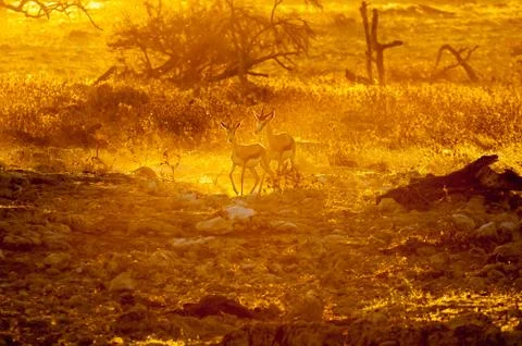 Springbok walking  in the last rays of the setting sun Fotos de archivo