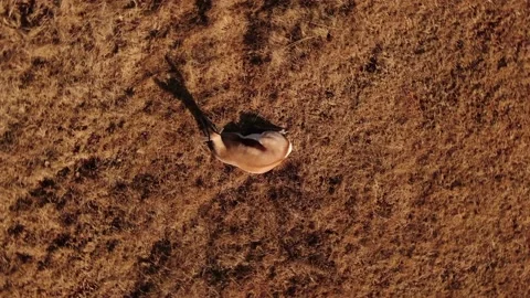 Springbok in the wild laying in grass veld Stock-Footage 136471585