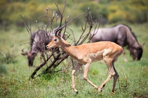 Springbok with wildebeest in the background Stock Photos