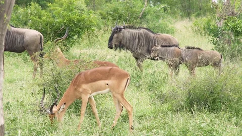 Springbok &amp; Wildebeest 動画素材 104850820